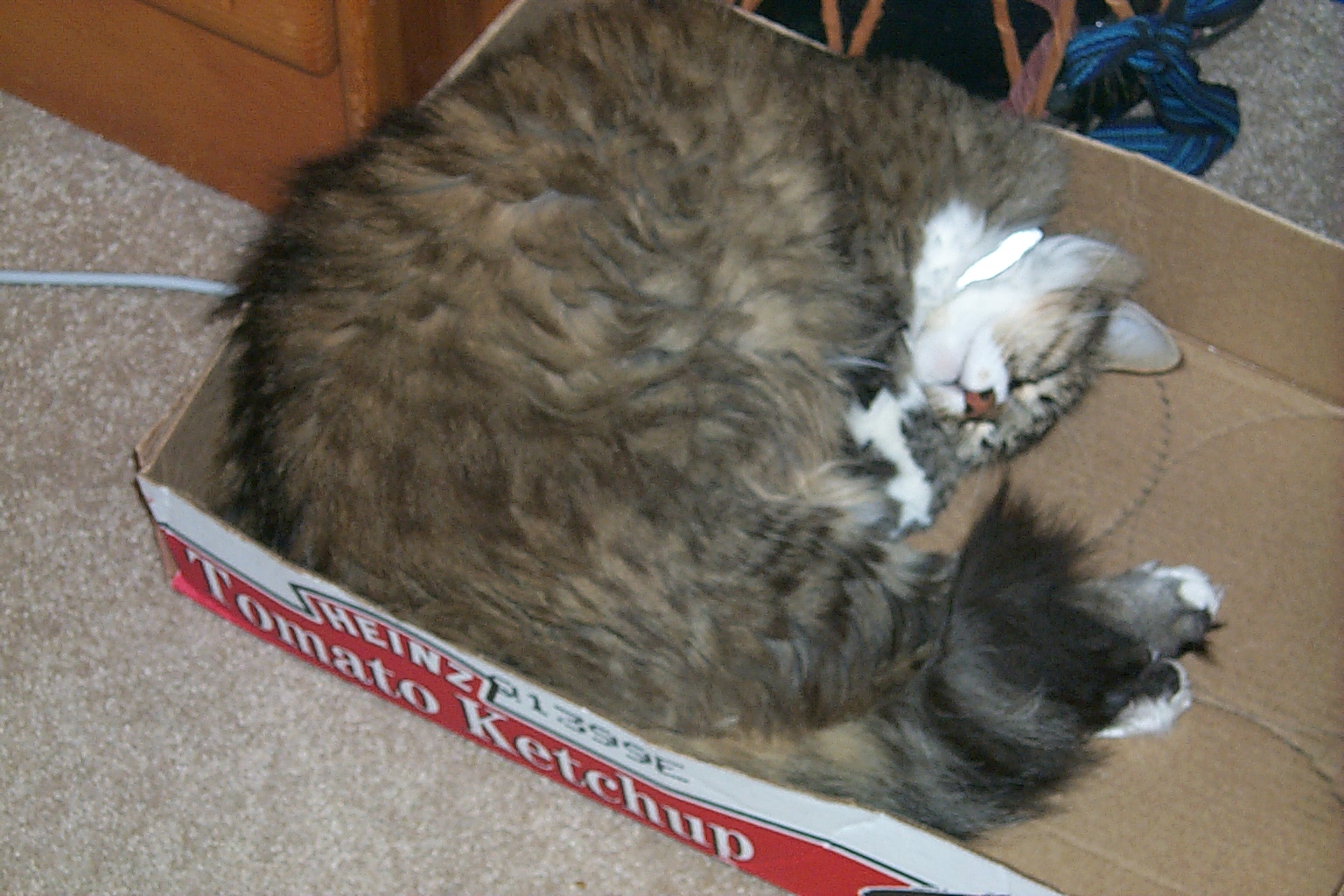 Box Curls